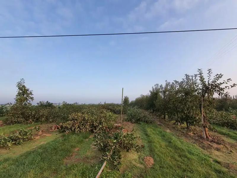 Czynniki wpływające na koszty karczowania