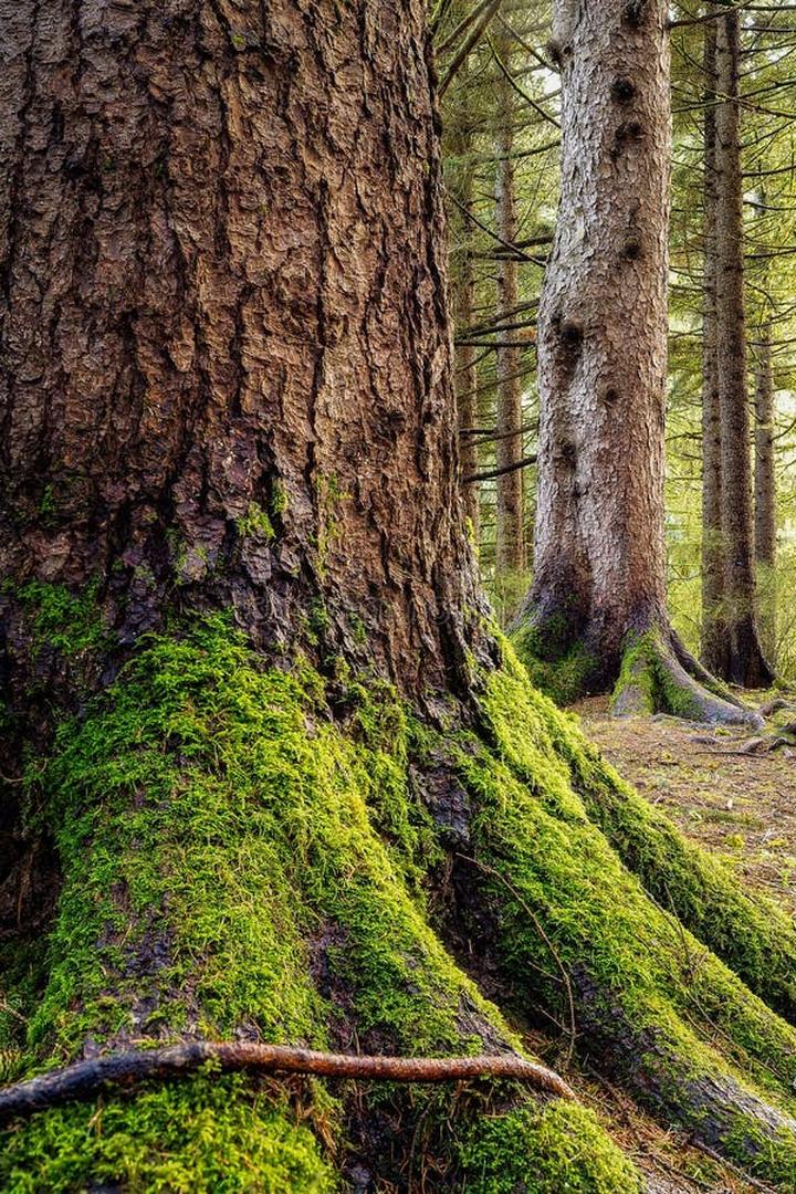 Ekologiczne środki czystości