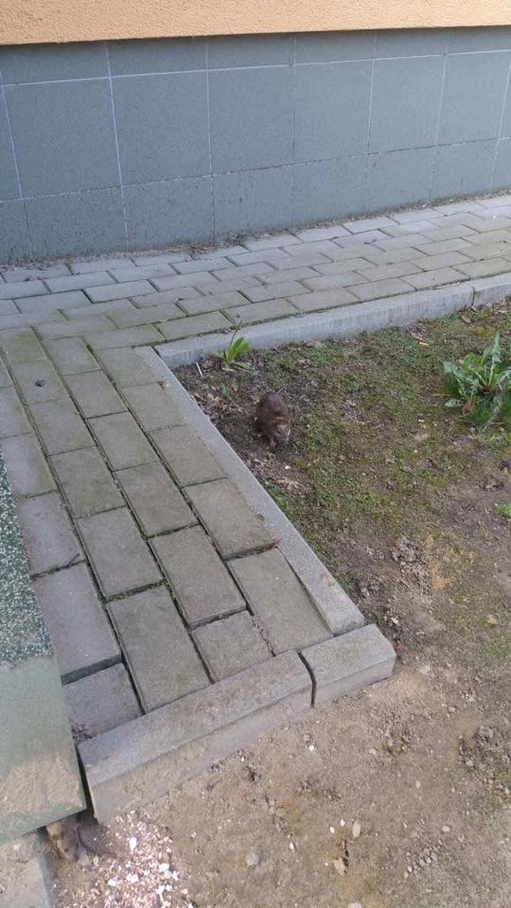 Naturalne sposoby na gryzonie