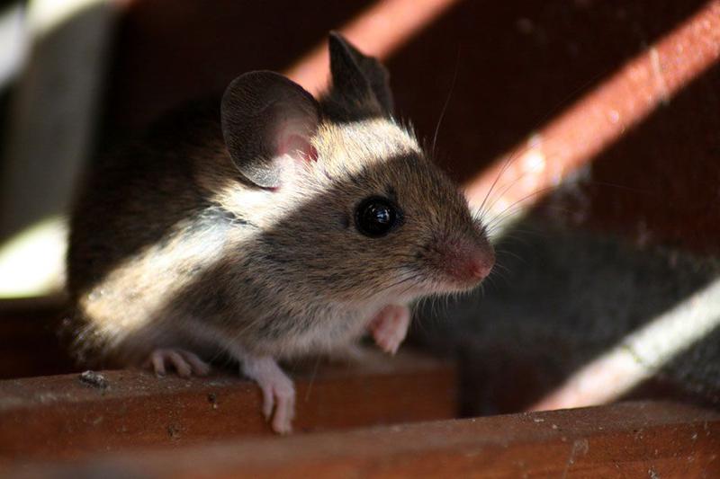 Zabezpieczenie elewacji przed myszami