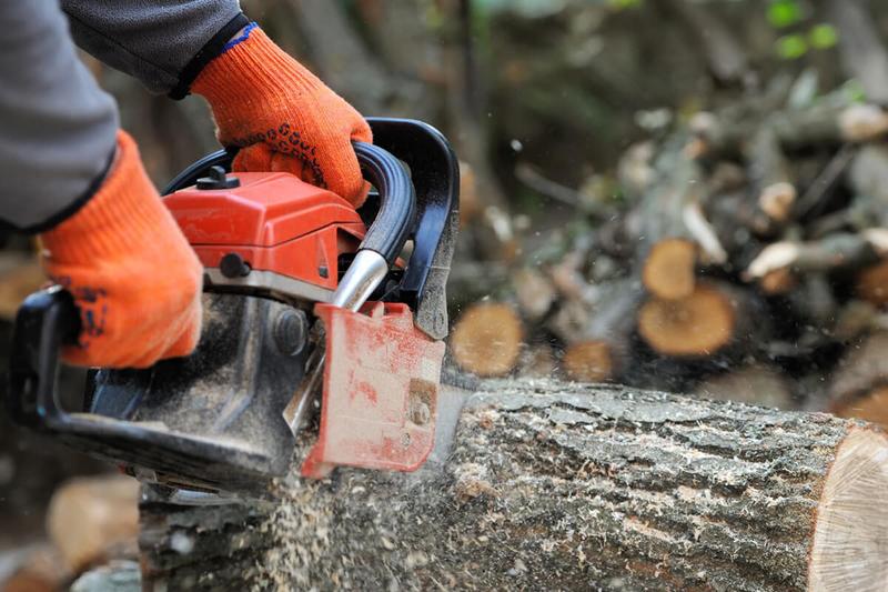 Zasady wycinki drzew