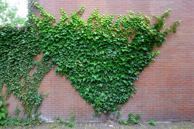 Ekologiczne metody czyszczenia elewacji