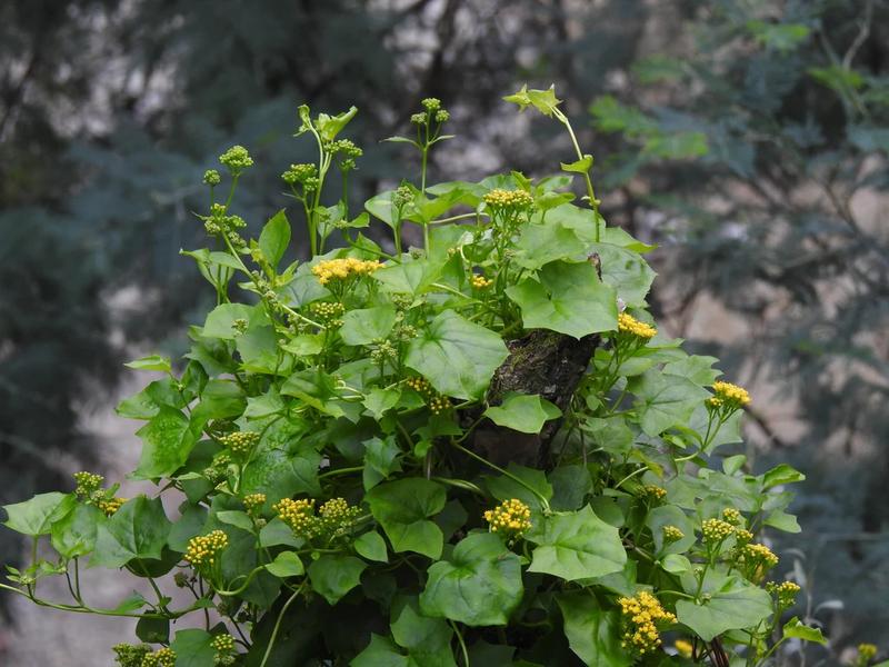 Narzędzia i techniki usuwania pnączy