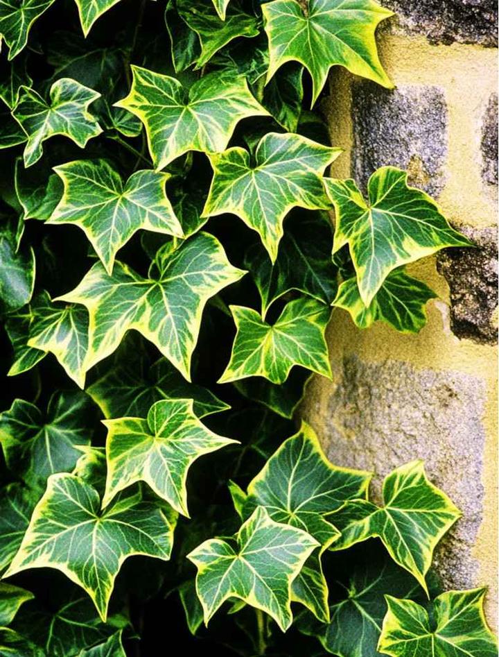 Usuwanie bluszczu z elewacji