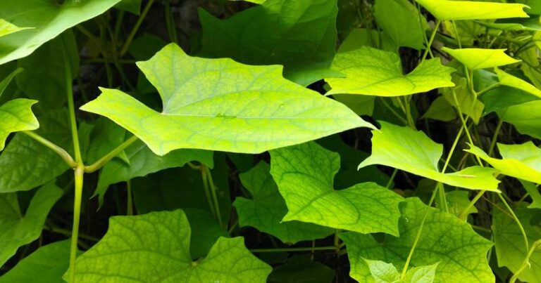 Jak skutecznie usunąć bluszcz z elewacji i nie zniszczyć ścian? Oto sprawdzone metody!