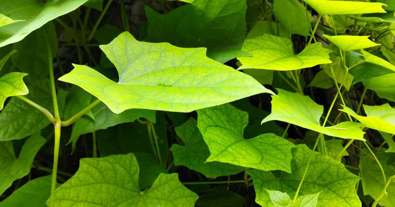 Jak skutecznie usunąć bluszcz z elewacji i nie zniszczyć ścian? Oto sprawdzone metody!