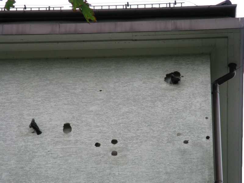 Naturalne metody odstraszania myszy