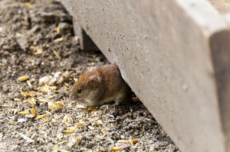 Pułapki na myszy i ich rozmieszczenie