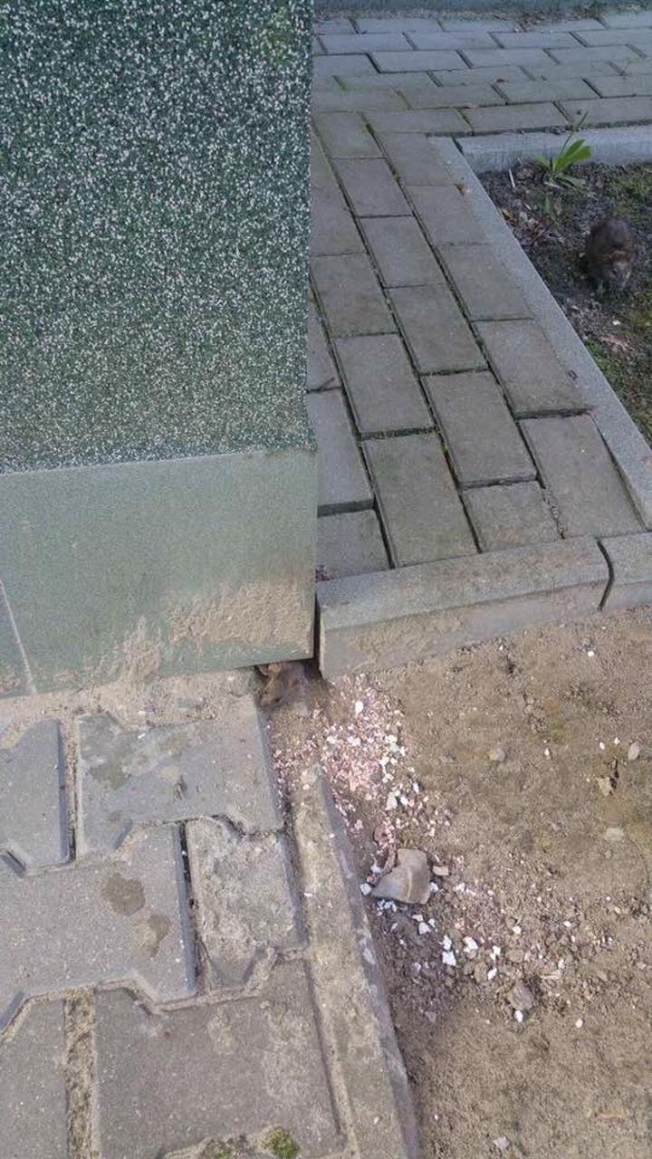 Zabezpieczenie elewacji przed gryzoniami