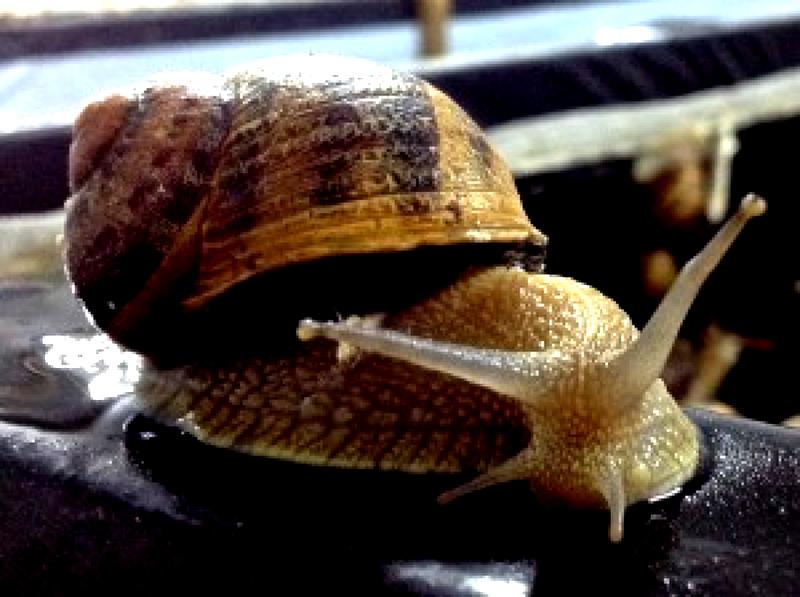 Zapobieganie ślimakom