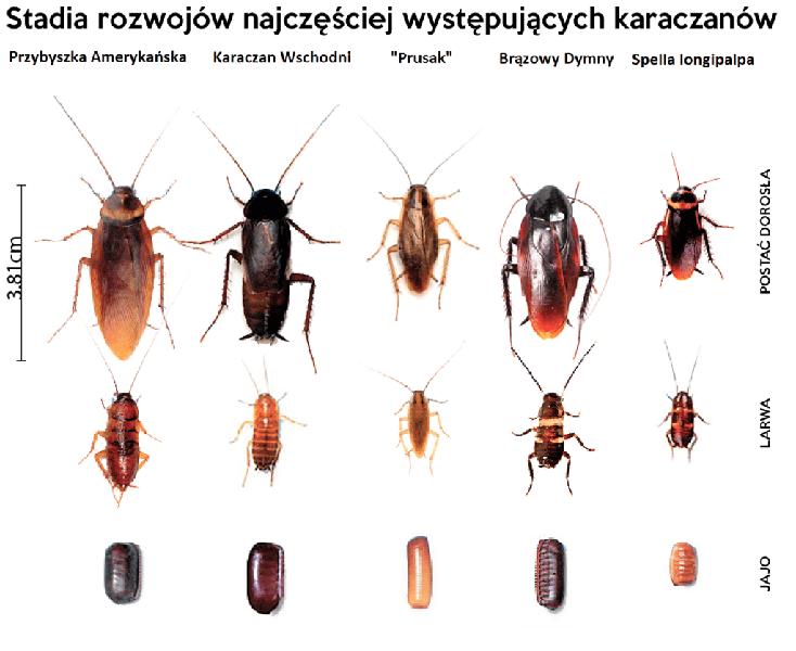 Zagrożenia zdrowotne karaluchów