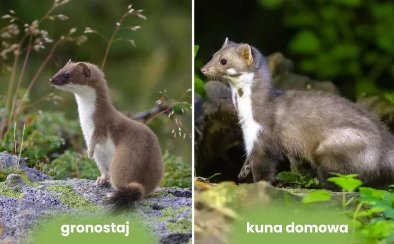 Odstraszanie kun